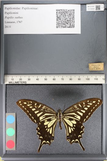 Media type: image;   Entomology 136908